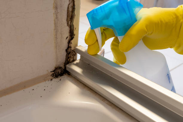 Best White Mold Remediation in Sugar Grove, IL
